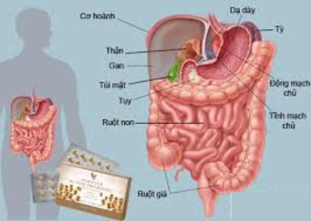 Men vi sinh probiotic hỗ trợ về đường ruột và dạ dày.